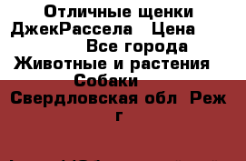 Отличные щенки ДжекРассела › Цена ­ 50 000 - Все города Животные и растения » Собаки   . Свердловская обл.,Реж г.